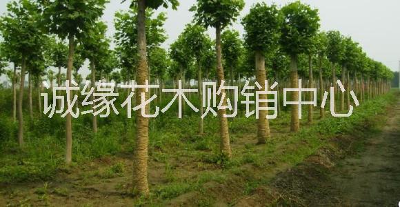 供應(yīng)國(guó)槐_1-10公分國(guó)槐_國(guó)槐價(jià)格_國(guó)槐小苗 誠(chéng)緣花木購(gòu)銷中心