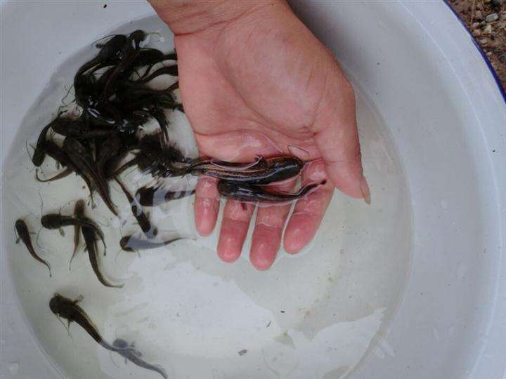 供應鯰魚魚苗苗_歡迎蒞臨基地參觀_*鯰魚魚苗 大口鯰魚苗 深圳大口鯰魚苗