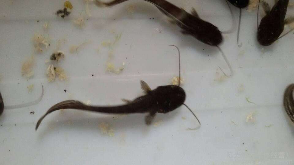 供應鯰魚魚苗苗_歡迎蒞臨基地參觀_*鯰魚魚苗 大口鯰魚苗 深圳大口鯰魚苗