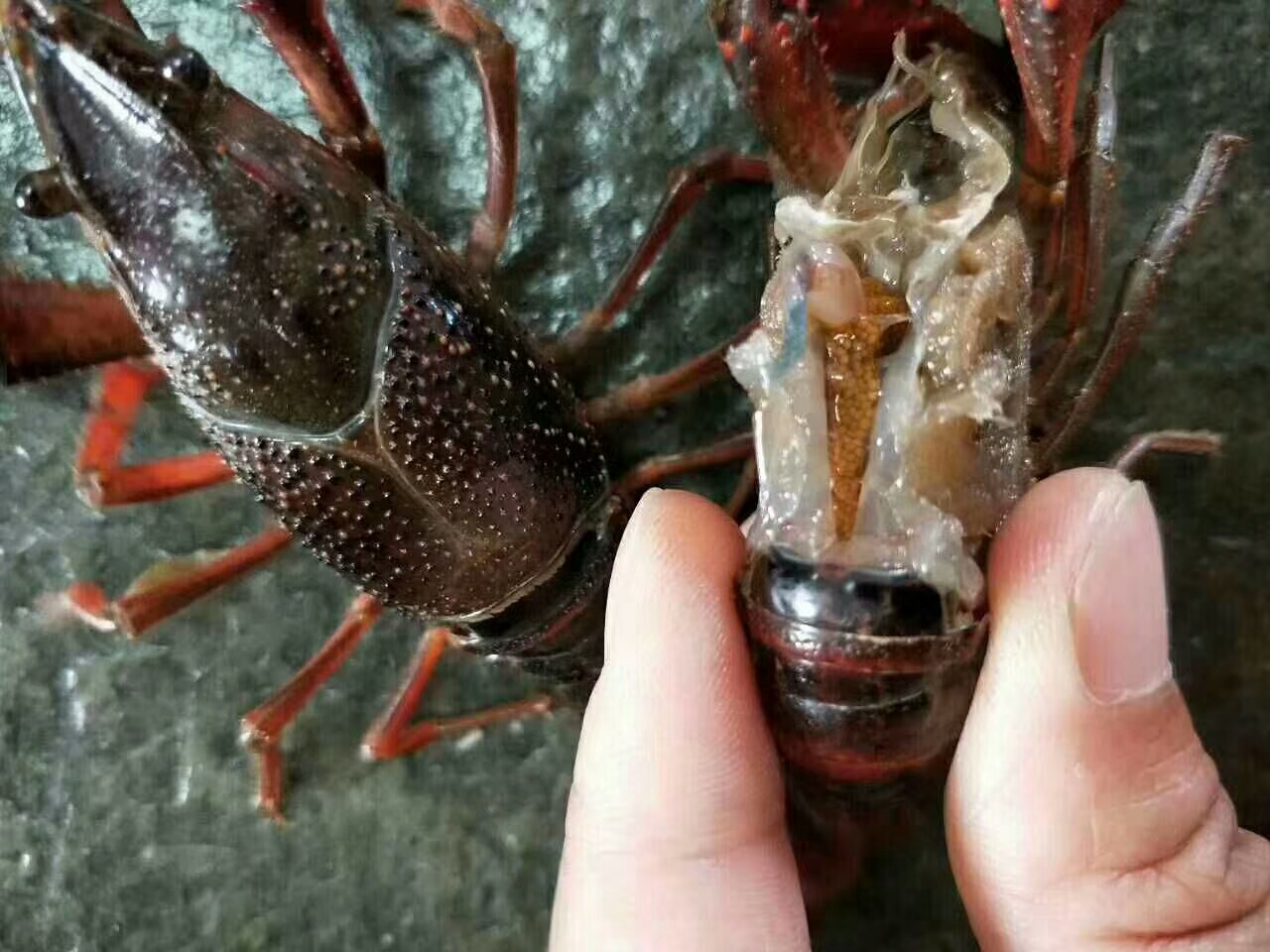 供應用于飼養(yǎng)的養(yǎng)蝦技術 養(yǎng)蝦行情 提供技術