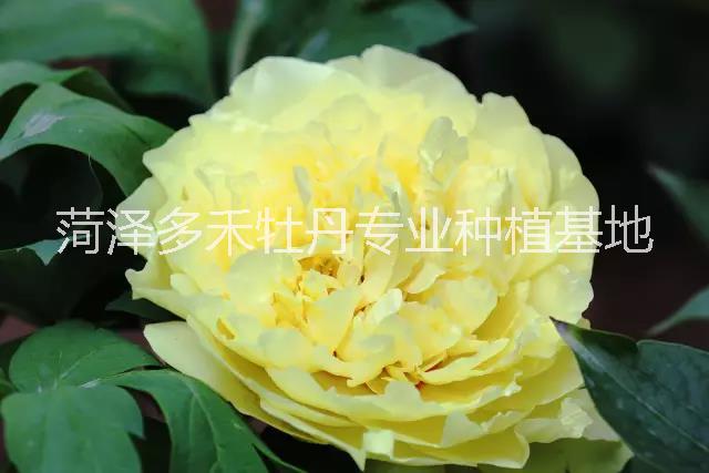 2018年觀賞牡丹\2018牡丹價格\2018牡丹苗多少錢