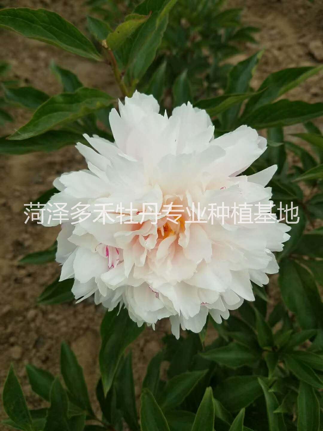 芍藥鮮切花 2018芍藥鮮切花 觀賞芍藥種植基地