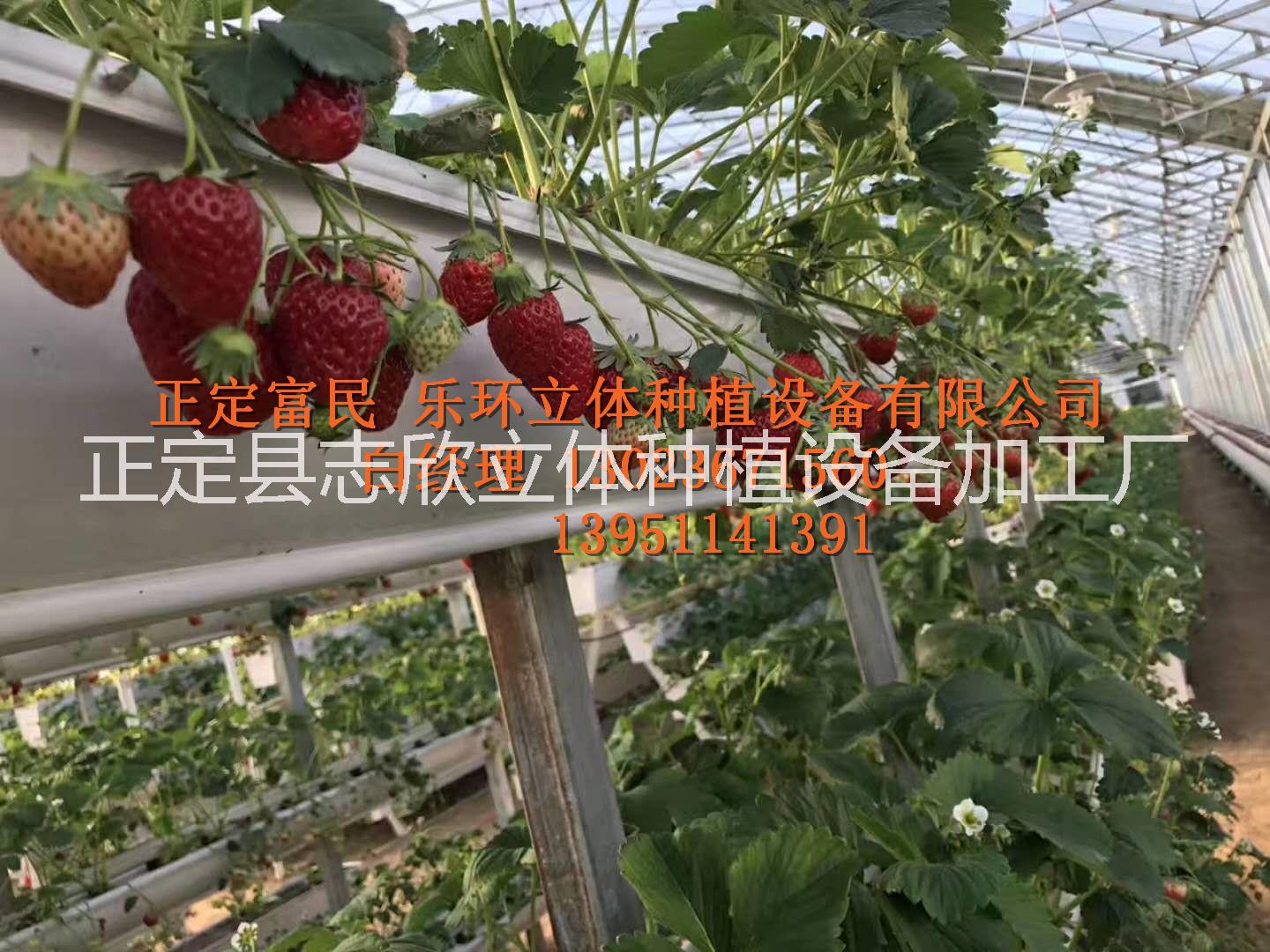 生態(tài)園草莓種植槽   草莓種植槽   生態(tài)園蔬果種植槽