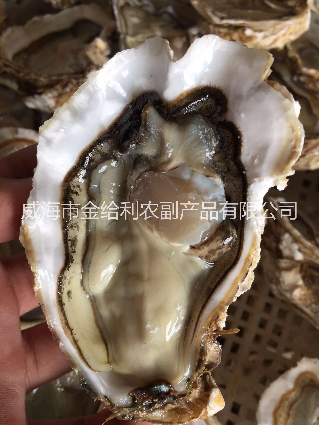 廈門生蠔價(jià)格生蠔批發(fā)乳山生蠔貨源