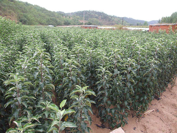 煙富3蘋果苗，煙富0蘋果苗，煙富8 蘋果苗，魯麗蘋果苗