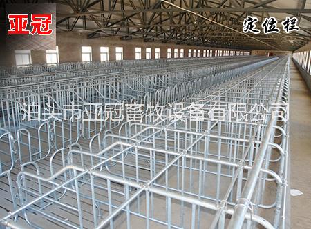 亞冠畜牧母豬定位欄