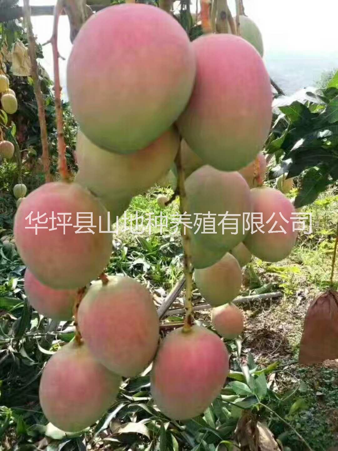 云南生態(tài)有機芒果     麗江芒果供應商     芒果有什么功效？