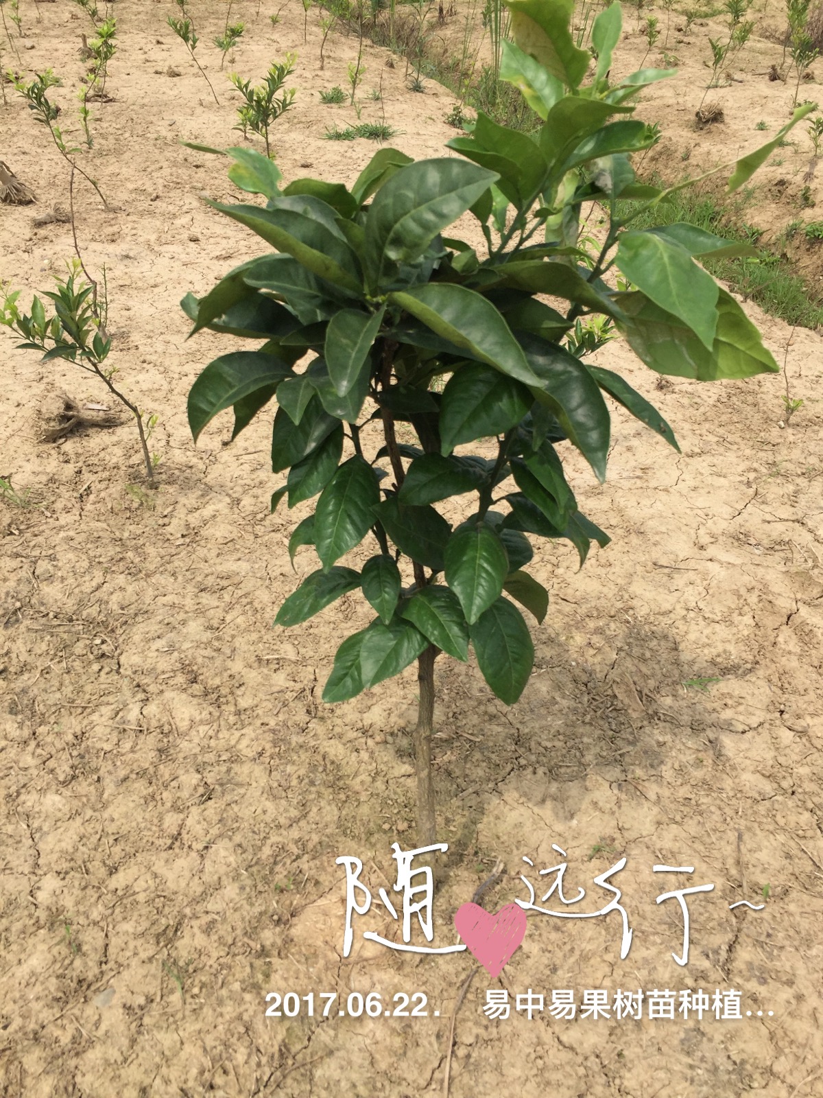 沙糖桔苗廠家直銷  沙糖桔苗 沙糖桔苗批發(fā) 沙糖桔苗價(jià)格