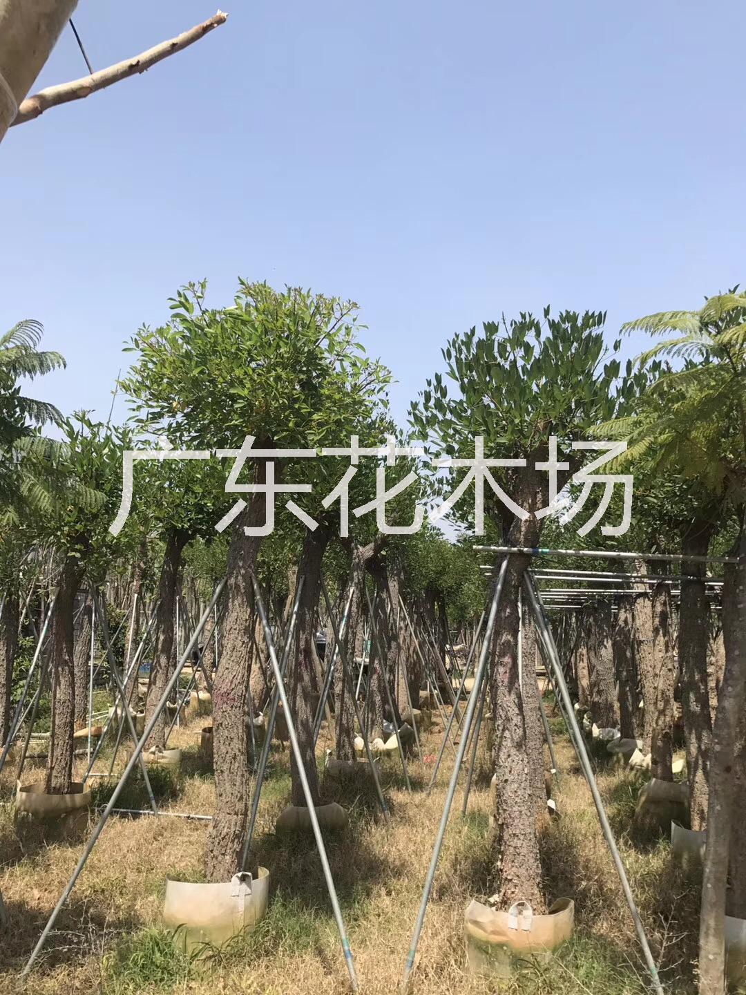 雞冠刺桐|雞冠刺桐價(jià)格|雞冠刺桐批發(fā)價(jià)格|雞冠刺桐批發(fā)電話