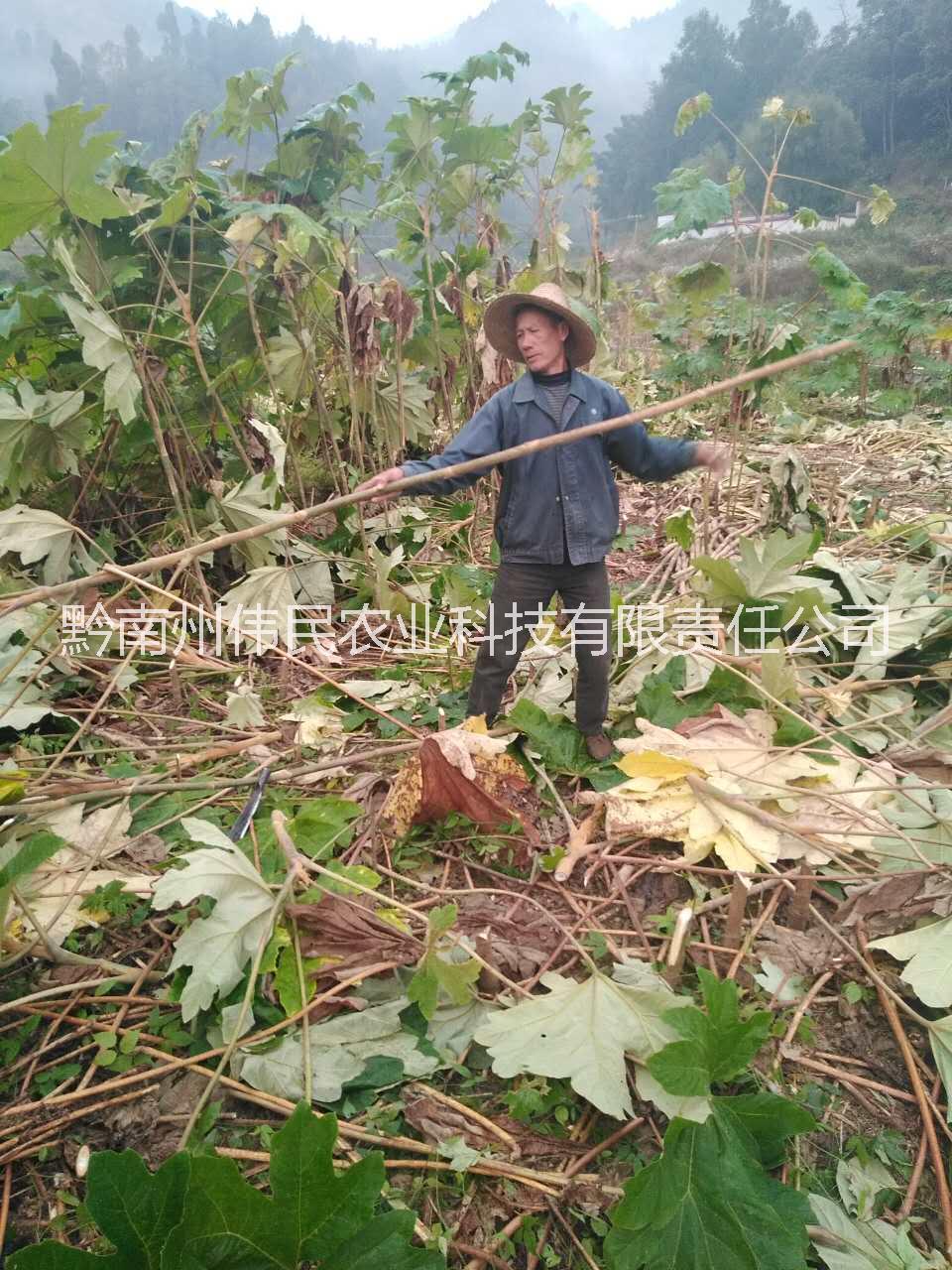 貴州大通草中藥材批發(fā)報價 大通草中藥材批發(fā)報價 貴州優(yōu)質(zhì)大通草中藥材批發(fā)