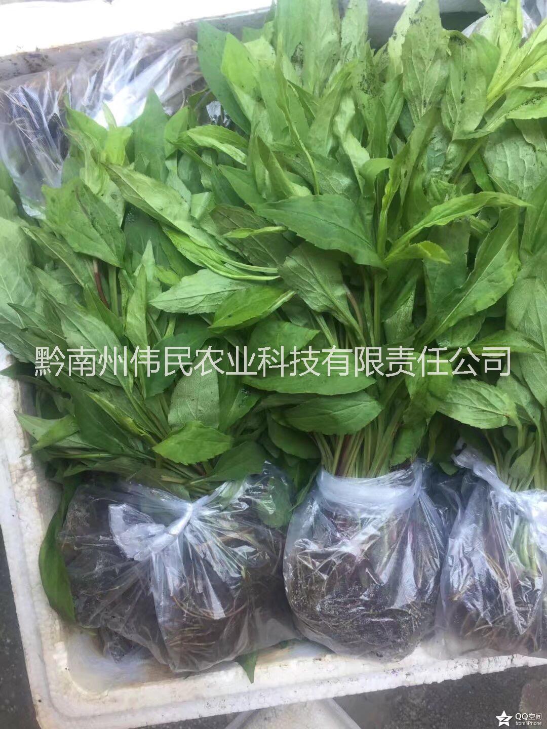 貴州黔南一枝黃花 貴州一枝黃花中藥材批發(fā) 一枝黃花中藥材批發(fā)報(bào)價(jià)