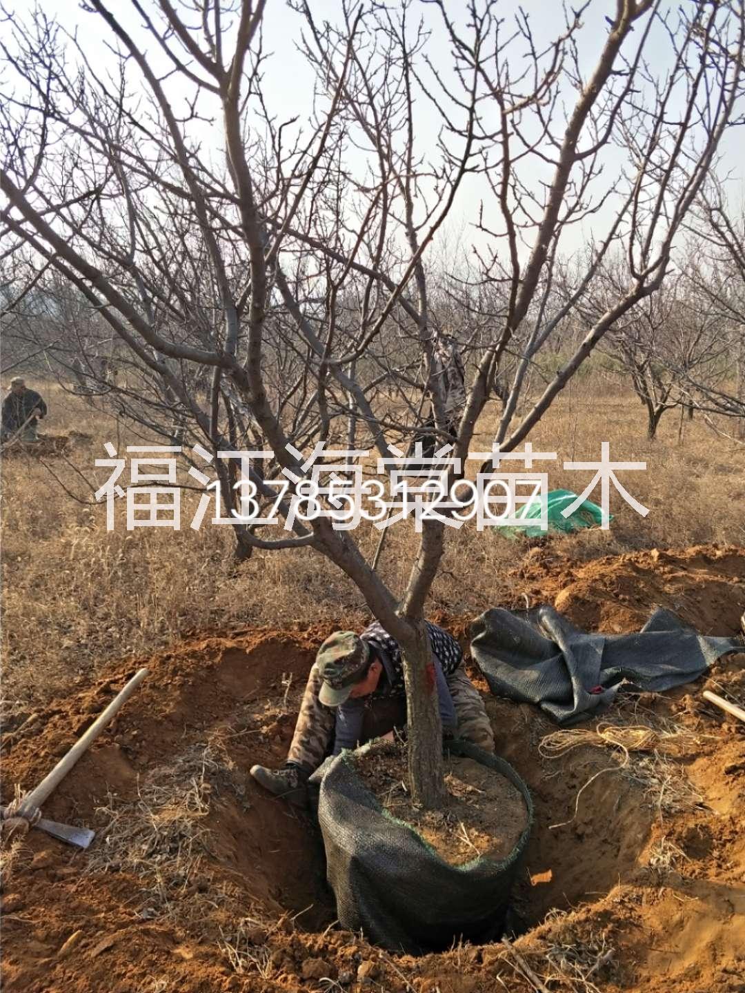 張家口山桃樹供應商|張家口山桃樹批發(fā)價格|張家口綠化山桃樹批發(fā)價格 山桃樹