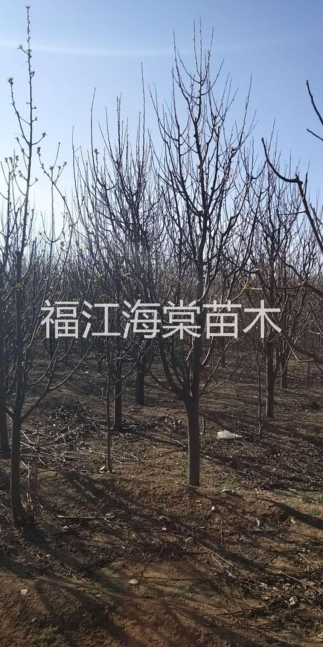 張家口20公分海棠樹供應(yīng)商|張家口綠化海棠樹供應(yīng)商 1-5公分小苗海棠樹20公分海棠大樹