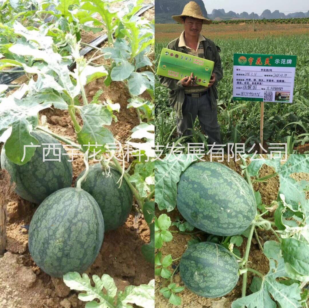 西瓜噴宇花靈瓜大增產(chǎn)