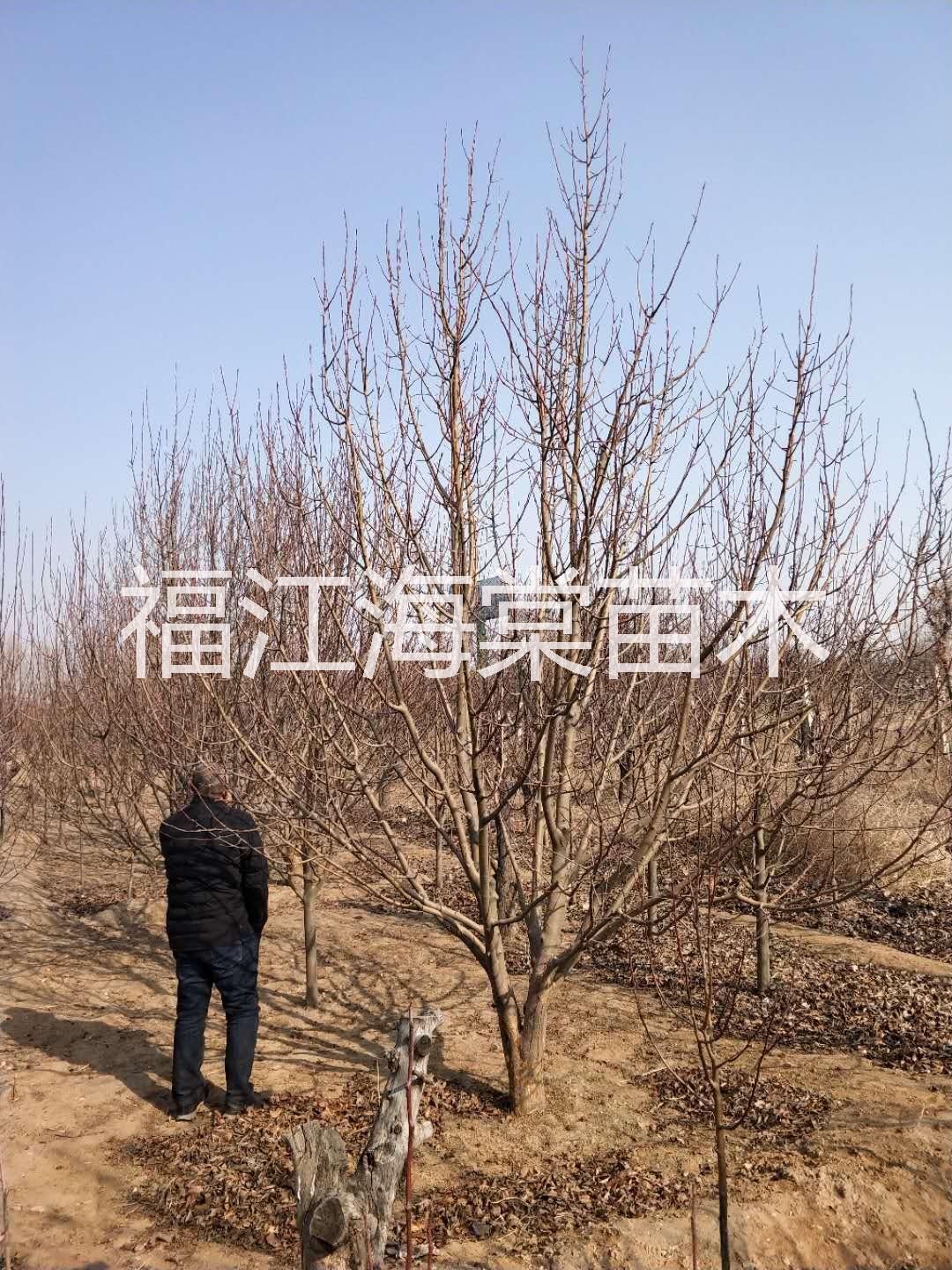 張家口山桃樹供應商|張家口山桃樹批發(fā)價格|張家口綠化山桃樹批發(fā)價格 山桃樹