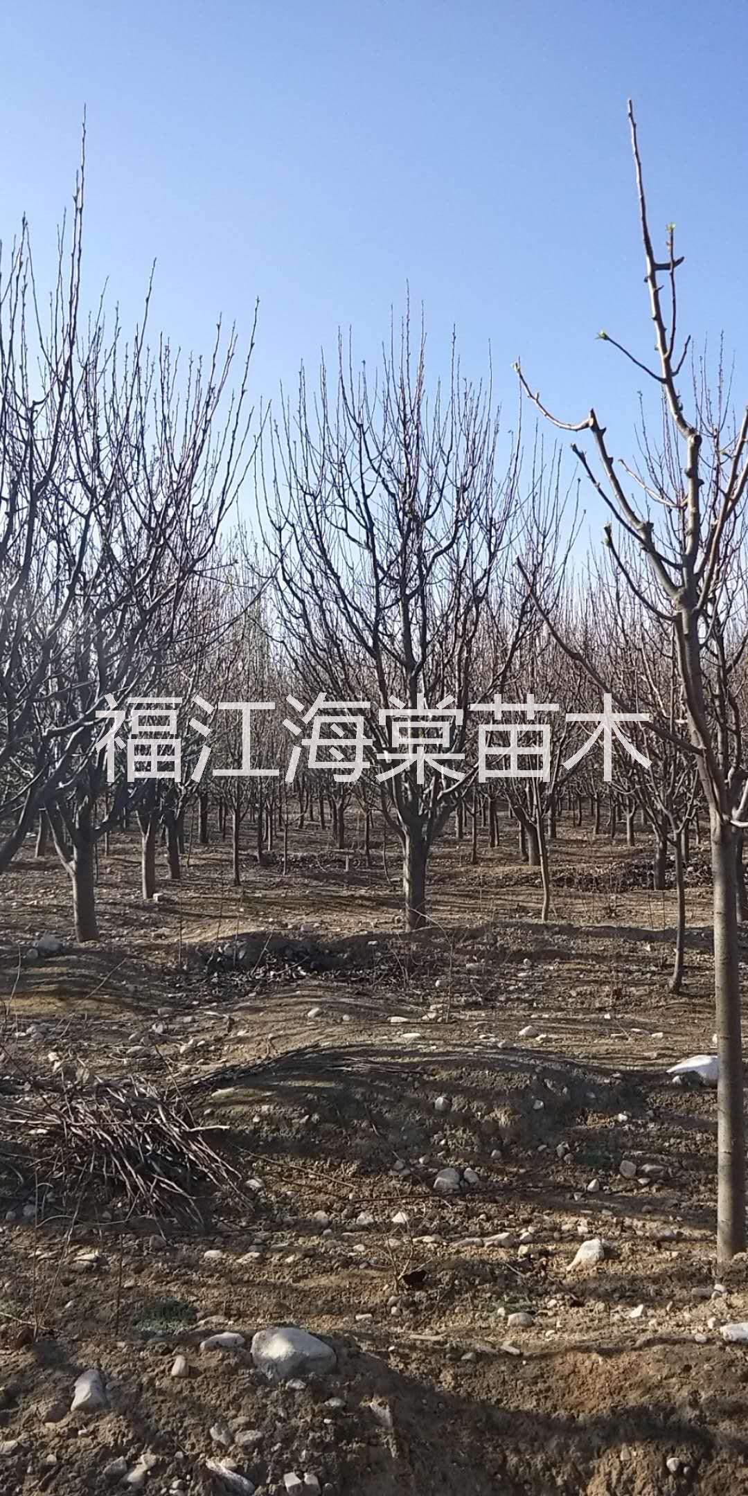 江西山杏樹供應(yīng)商|江西山杏樹批發(fā)價(jià)格|江西綠化山杏樹批發(fā)價(jià)格 江西山杏樹批發(fā)價(jià)格