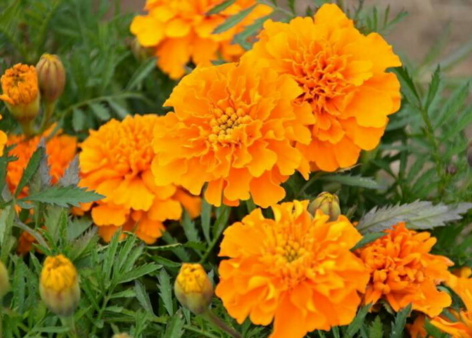 草花孔雀草供應(yīng)，基地現(xiàn)貨，可隨時(shí)到基地看貨