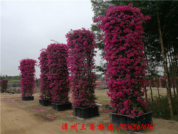 三角梅花柱 紅色花三角梅 造型三角梅 三角梅盆景 三角梅特價出售 三角梅圖片