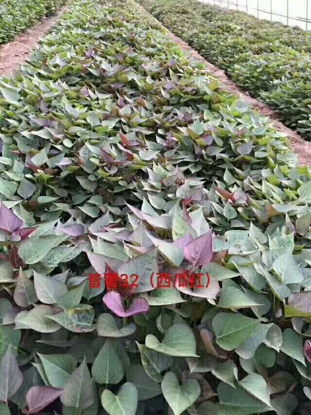 河北邢臺(tái)批發(fā)零售紅薯苗地瓜苗 甘薯苗 河北邢臺(tái)批發(fā)零售紅薯苗地 甘薯苗