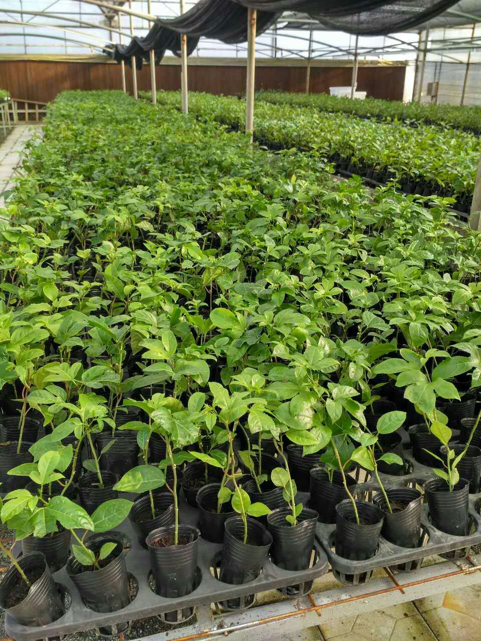 百香果苗 廣東百香果苗供應 廣東百香果苗 惠州百香果苗價格 博羅縣百香果苗批發(fā)