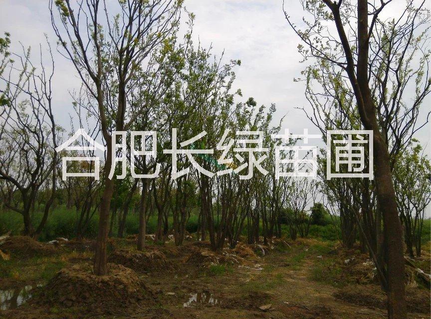 安徽樸樹 榔榆 三角楓 黃連木 叢生紅葉李 合肥苗圃 肥西苗木批發(fā)價格