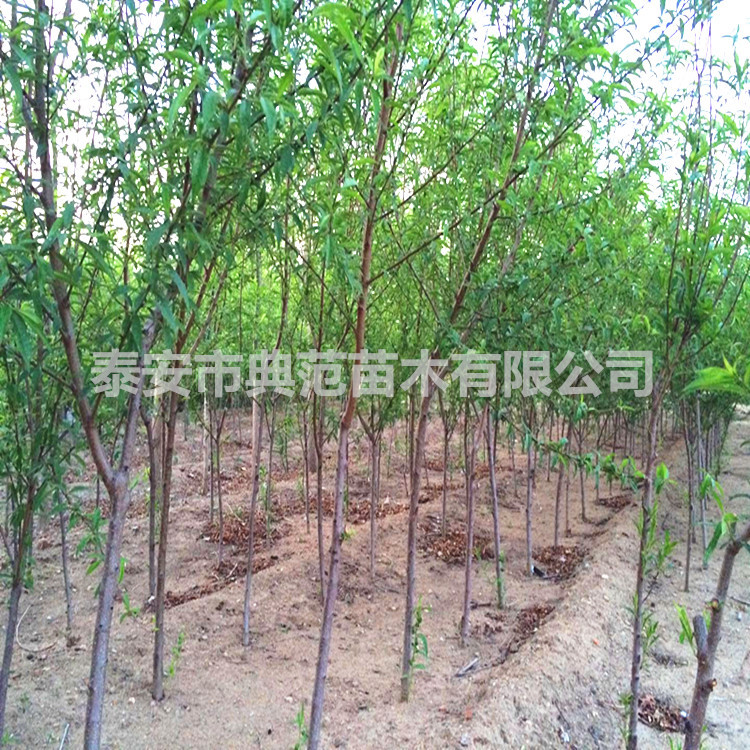 中油21號(hào)桃樹苗價(jià)格 產(chǎn)地批發(fā)優(yōu)質(zhì)中油桃樹苗