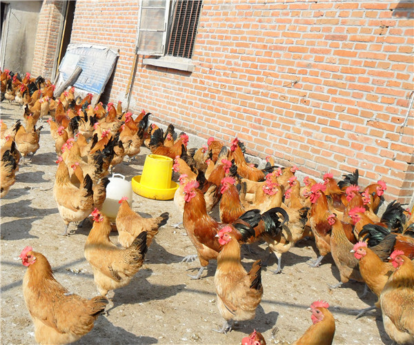 改良笨雞苗土雞苗