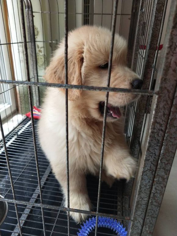 金毛犬多少錢一只，哪有賣金毛犬的多少錢，3個(gè)多月的金毛多少錢一只