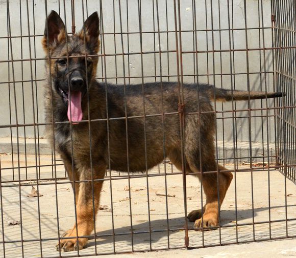 東德牧羊犬多少錢一只，哪有賣東德牧羊犬的，東德幼犬多少錢一只