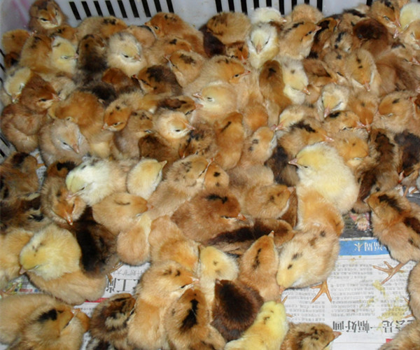 改良笨雞苗土雞苗