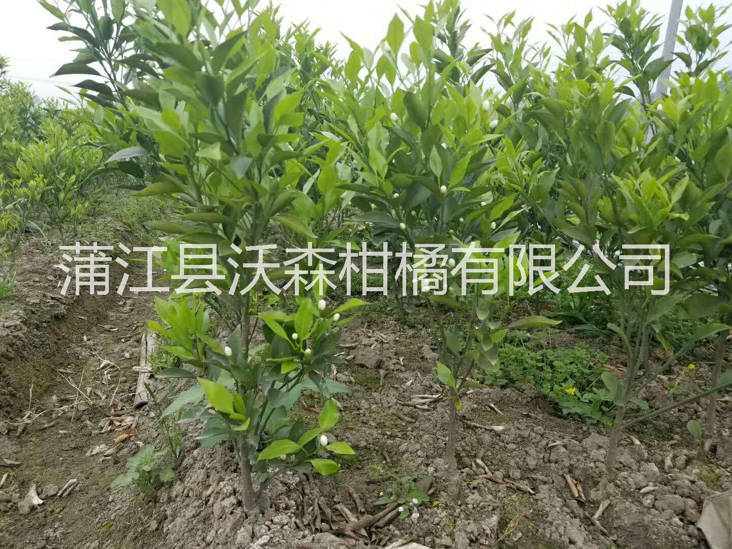 四川沃柑袋苗 四川成都沃柑袋苗 沃柑優(yōu)質(zhì)苗 沃柑杯苗