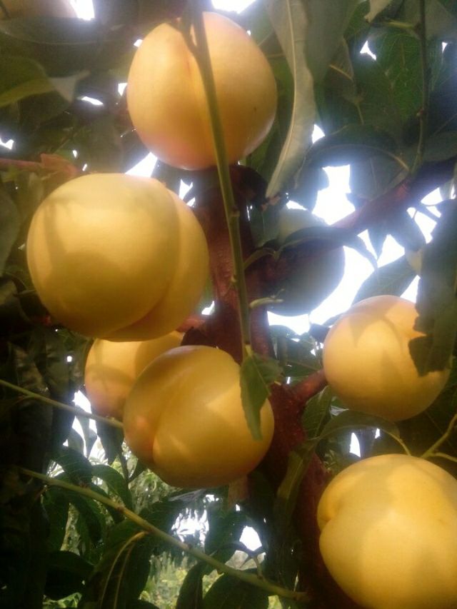 供應山東中油8號油桃樹苗蒙陰黃菊油桃樹苗基地晚熟油桃樹苗