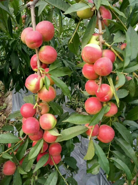 特色品種珍珠棗油桃樹苗批發(fā)山東棗油桃樹苗批發(fā)價(jià)格