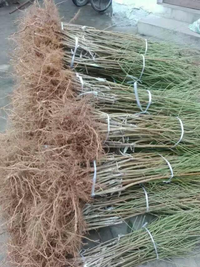 特色品種珍珠棗油桃樹苗批發(fā)山東棗油桃樹苗批發(fā)價(jià)格