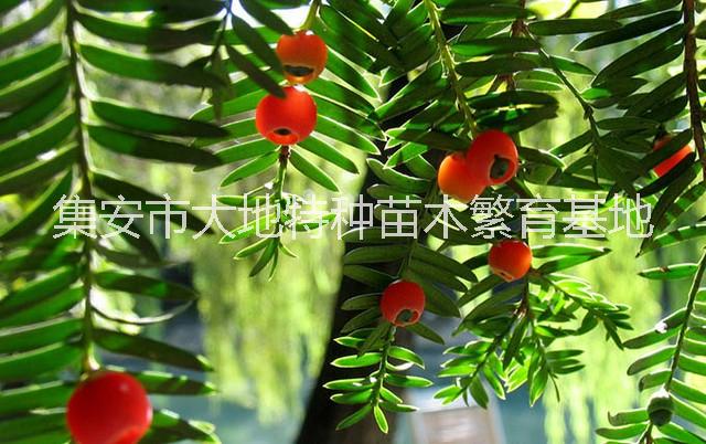 供應(yīng)東北紅豆杉苗，東北紅豆杉苗批發(fā)價(jià)，東北紅豆杉苗報(bào)價(jià) 北方紅豆杉苗 通化紅豆杉苗 集安紅豆杉苗 長白山紅豆杉苗