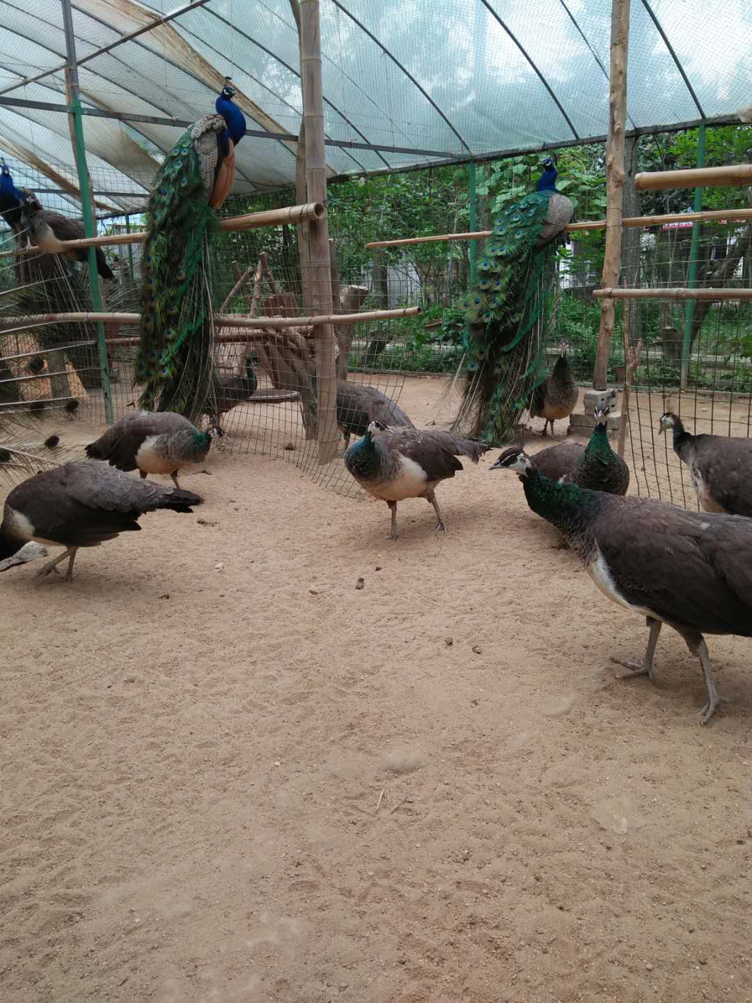 種*，種*價格，種*多少錢一個，種*優(yōu)質(zhì)供應(yīng)商，河南種*，湖北種*，安徽種*，山東種*，湖南種*