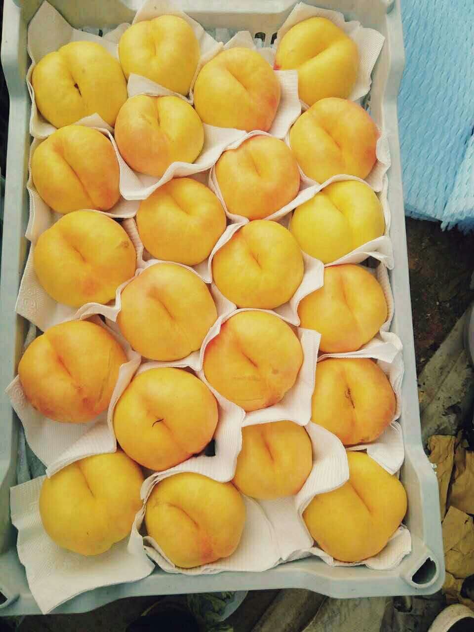 供應油蟠7號桃樹苗山東油蟠7號桃苗基地油蟠7號種植園