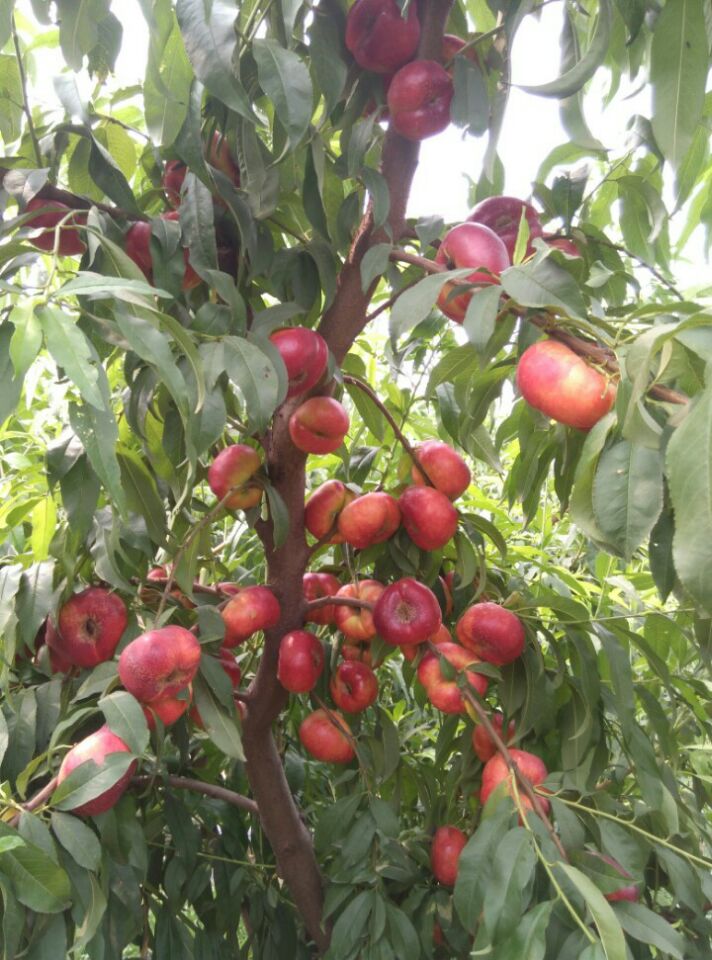 山東油蟠桃樹苗7-7供應(yīng)廠家 桃樹新品種油蟠7-7桃苗