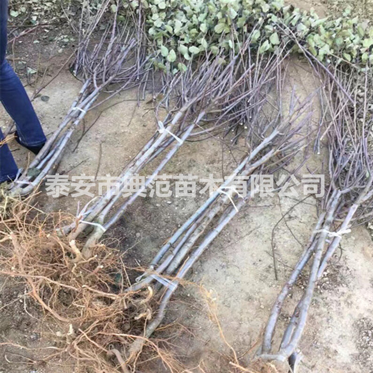 山東蘋果苗基地紅肉蘋果苗價(jià)格 紅*愛品種介紹