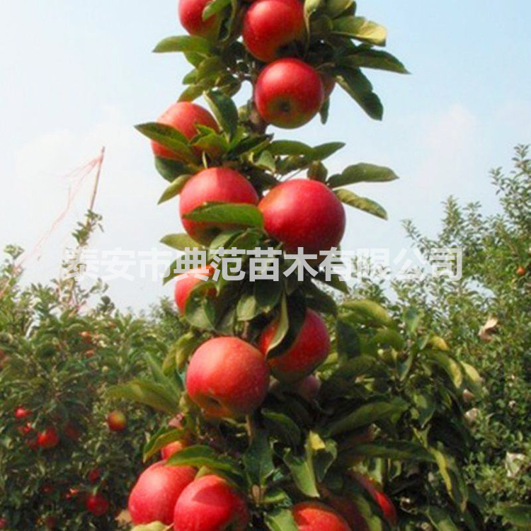 柱狀蘋果苗價格 基地*潤太一號柱狀蘋果樹苗