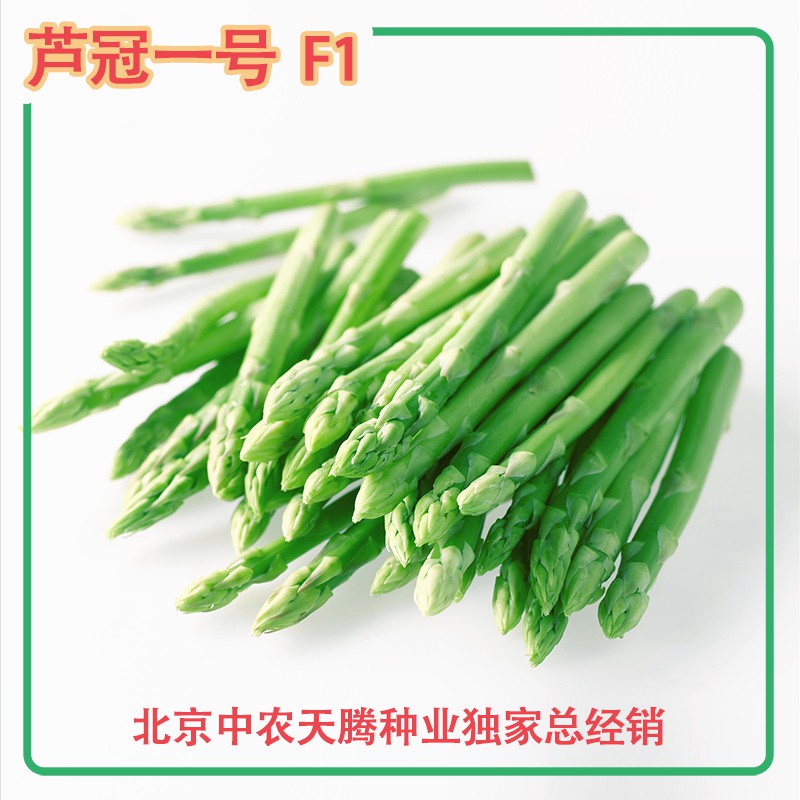 蘆冠一號f1-蘆筍種子，高產(chǎn)蘆筍種子