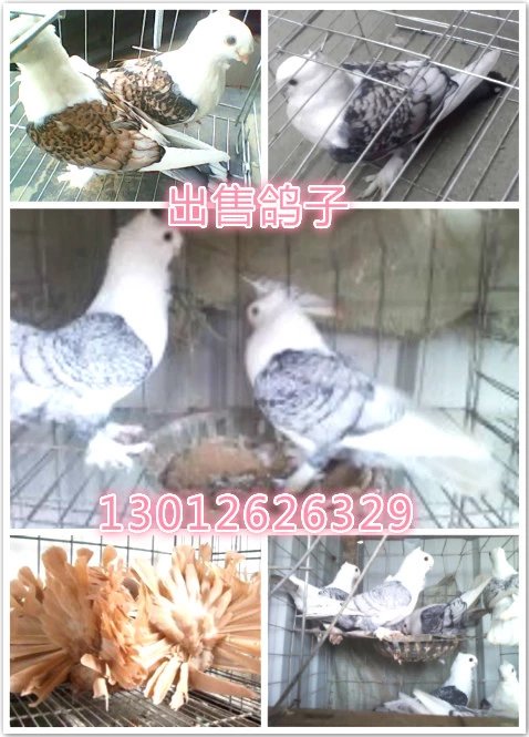 淑女鴿多少錢一只，黑花淑女鴿多少錢一只，淑女鴿的報價