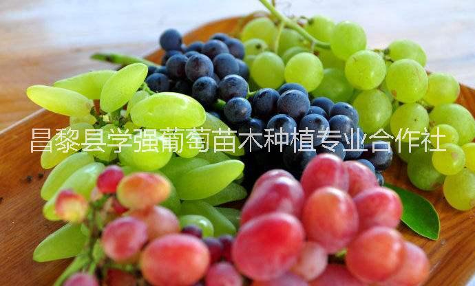 晨香葡萄苗13903330313河北晨香葡萄苗批發(fā) 河北晨香葡萄苗報價 晨香葡萄苗供應(yīng)商