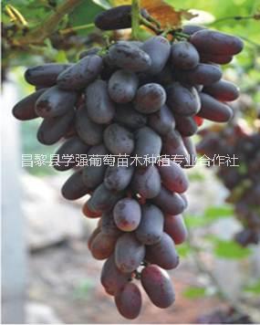 夜美人葡萄 昌黎夜美人葡萄種植基地 夜美人葡萄供應商 夜美人葡萄價格