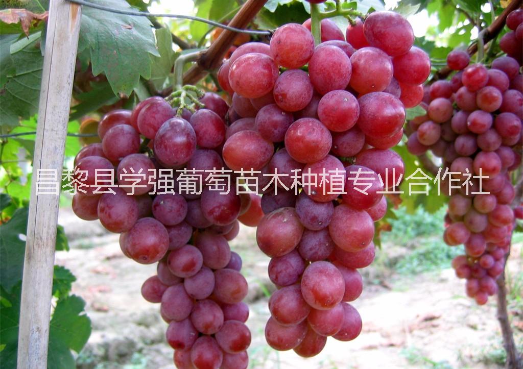 *玫瑰葡萄 昌黎*玫瑰葡萄價(jià)格 *玫瑰葡萄批發(fā) *玫瑰葡萄種植基地