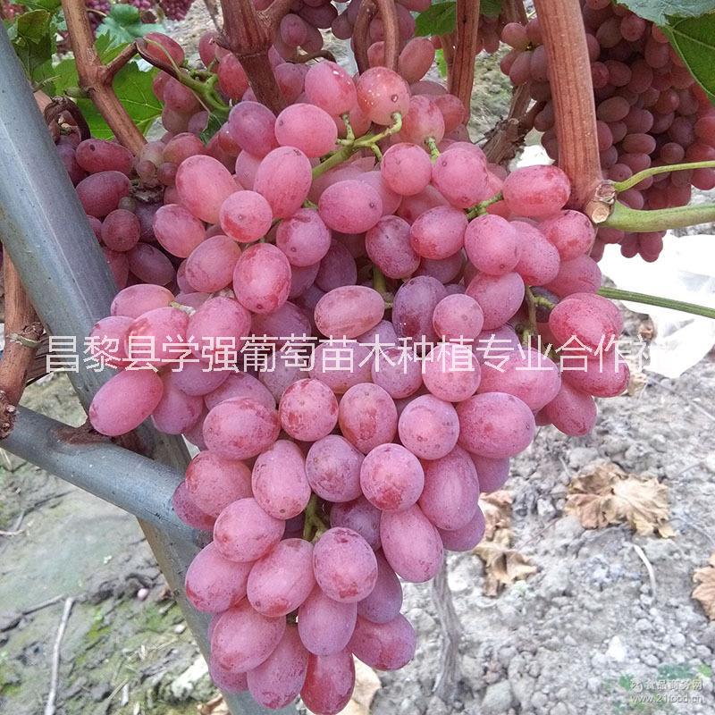 浪漫紅顏葡萄種植基地 浪漫紅顏批發(fā) 河北浪漫紅顏葡萄種植基地 浪漫紅顏葡萄價(jià)格河北 河北浪漫紅顏批發(fā)