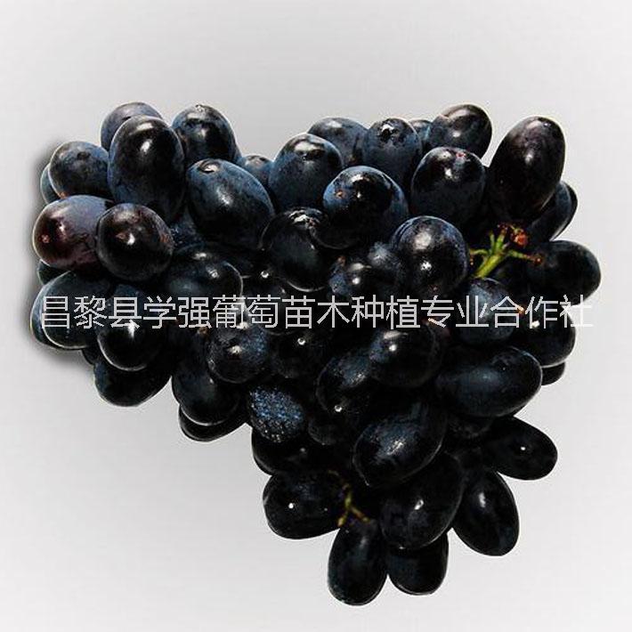 黑提葡萄苗13903330313河北黑提葡萄苗批發(fā) 河北黑提葡萄苗報價 黑提葡萄苗供應(yīng)商 黑提葡萄苗
