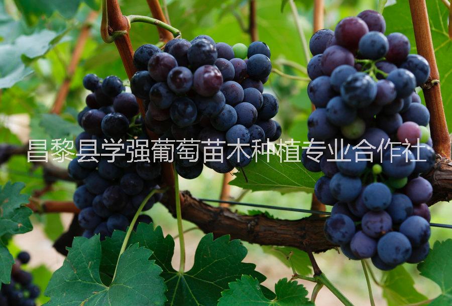 夏黑葡萄 昌黎夏黑葡萄價格 夏黑葡萄銷售 夏黑葡萄種植基地 夏葡萄 夏葡萄河北種植場