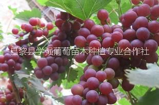 早霞玫瑰 河北早霞玫瑰批發(fā) 河北早霞玫瑰種植場 河北早霞玫瑰價格