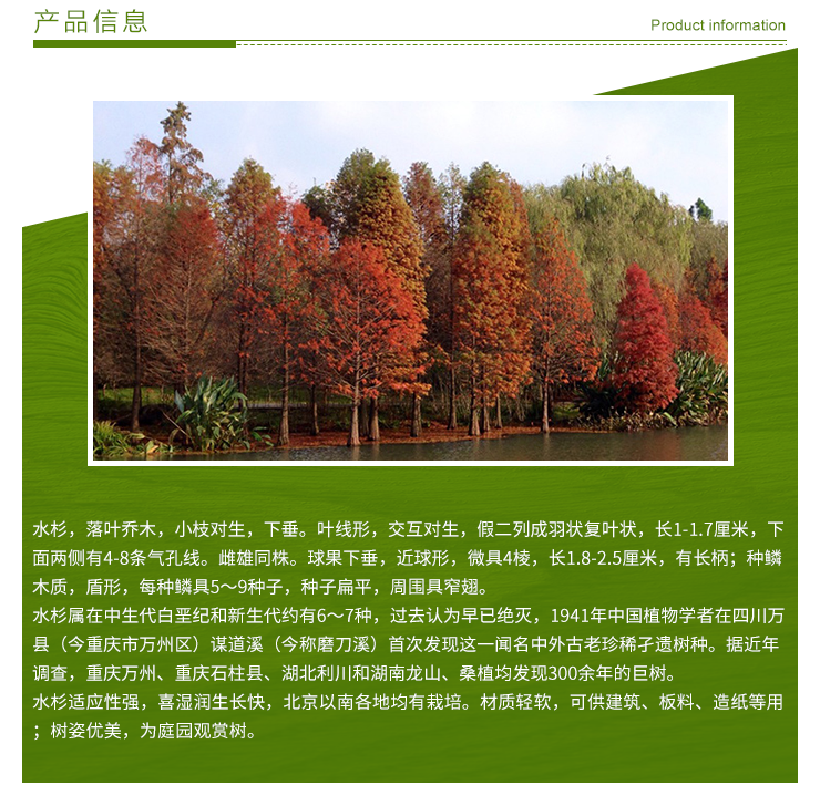 江蘇水杉基地價(jià)格/直銷批發(fā)